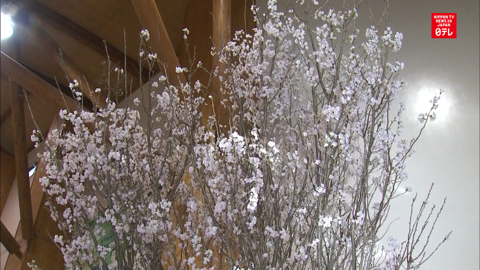 Cut cherry blossoms reach full bloom