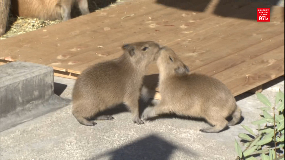Baby capybaras debut at zoo