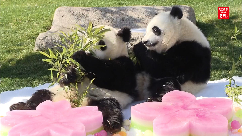 Panda twins celebrate Girls' Day