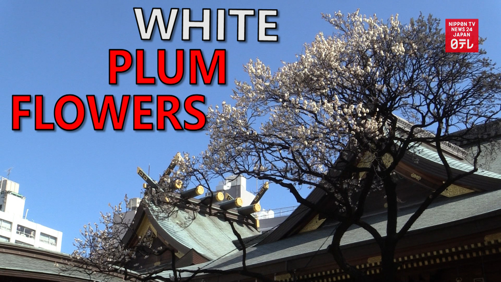 Plum blossoms at Yushin Tenjin shrine