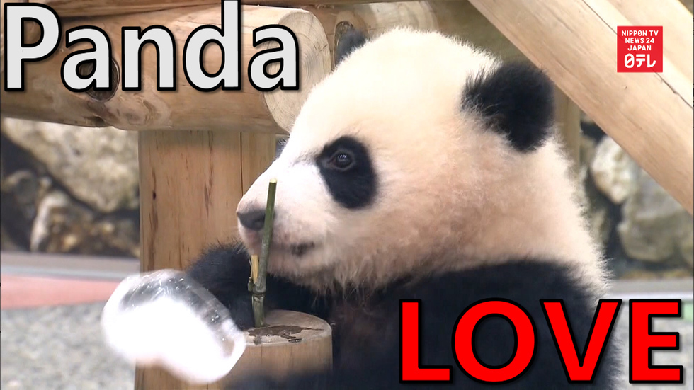 Panda eating heart-shaped ice