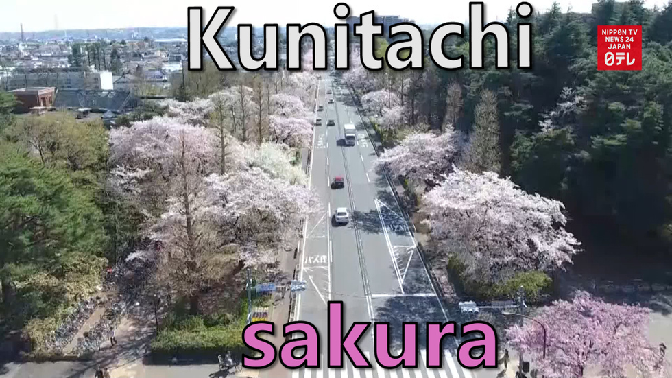 Tokyo hanami: Kunitachi