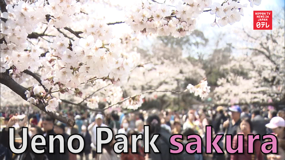 Tokyo hanami: Ueno Park