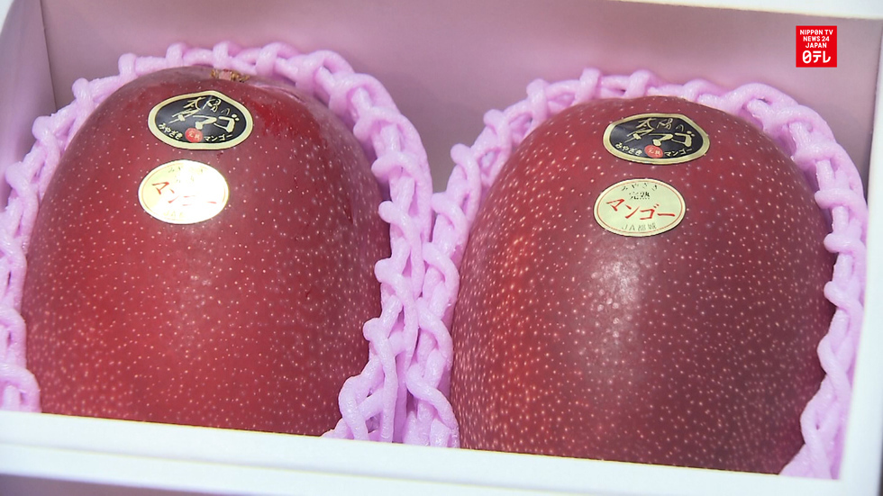 Luxury mangoes command $2,000 per pair