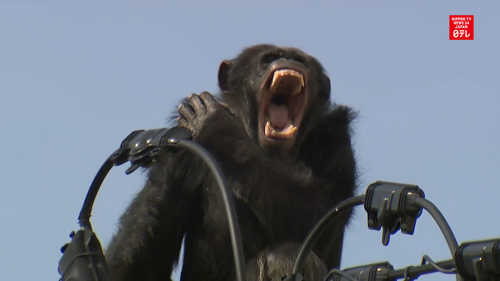 Chimpanzee caught after fleeing