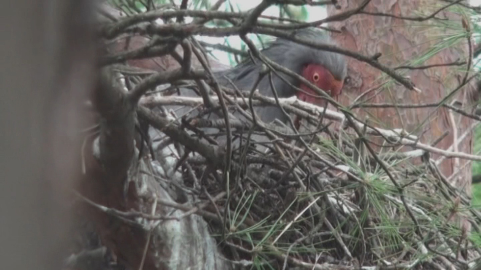 Chick born from wild crested ibises