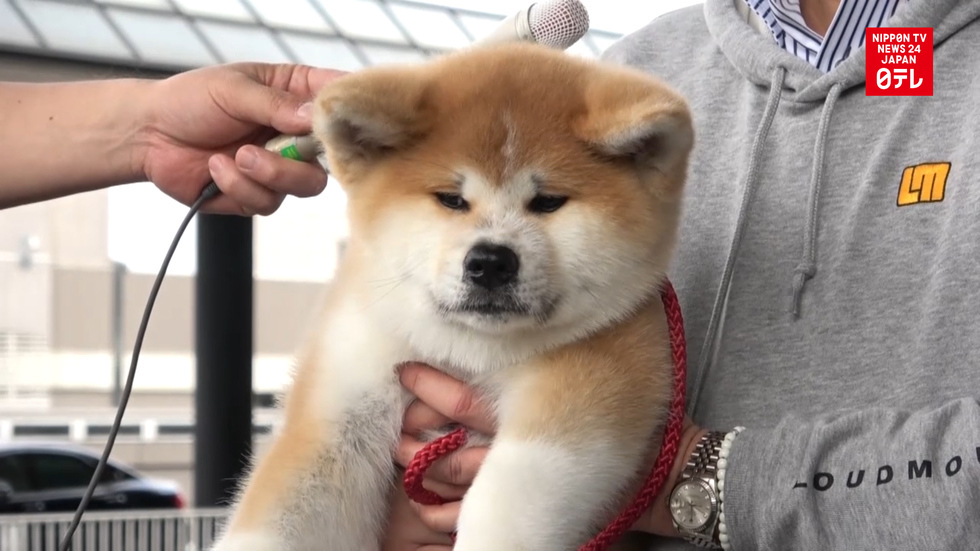 Akita puppy on way to Russia