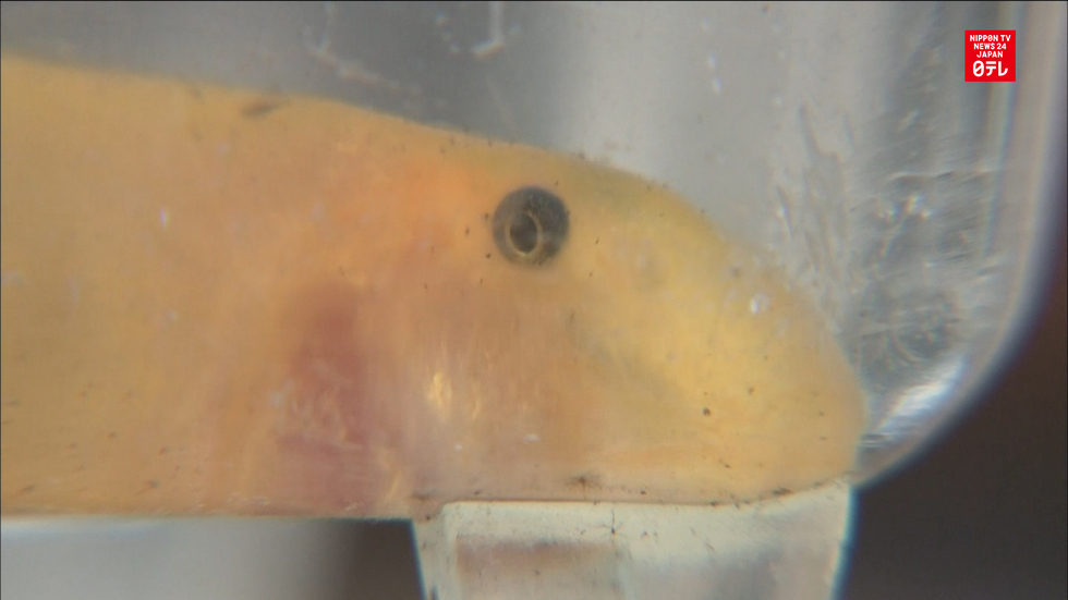Golden loach caught in central Japan