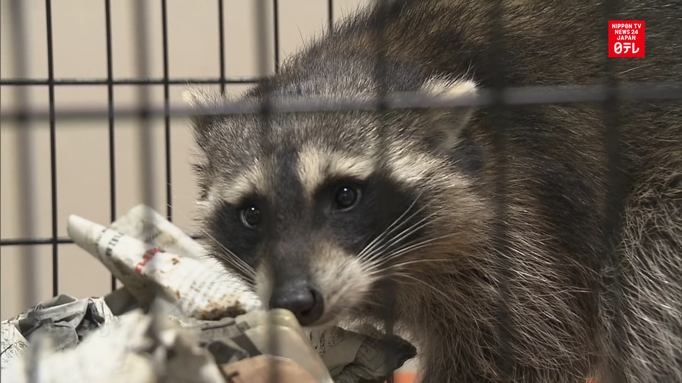 Raccoon causes ruckus in Tokyo