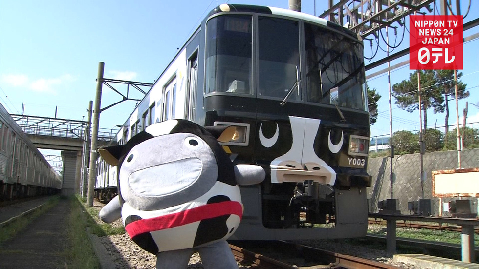 Moo moo trains to woo tourists