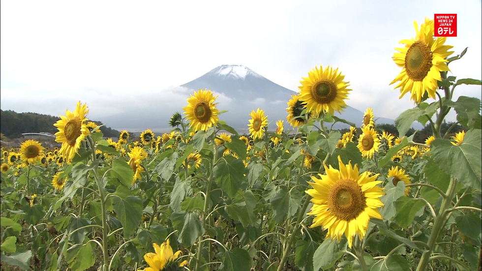 Fall scenery charms visitors