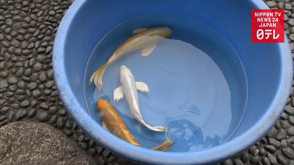 Imperial couple releases carp