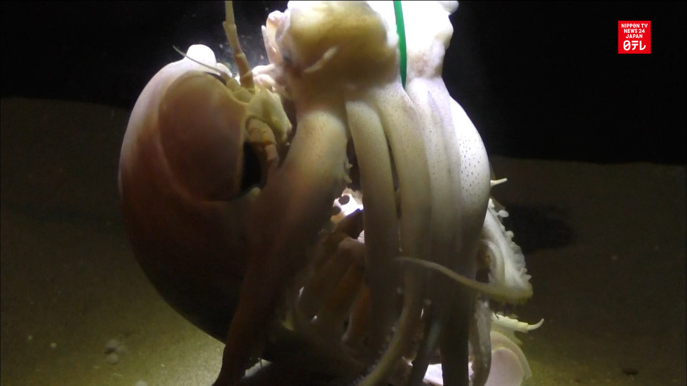 Giant isopod feasts on squid