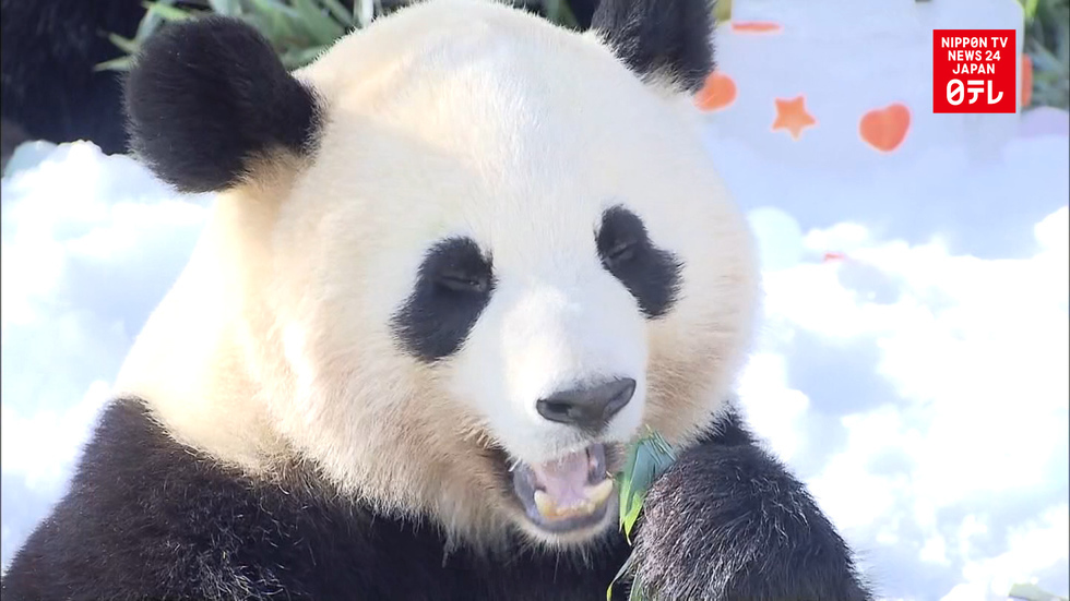 Pandas receive Christmas gift