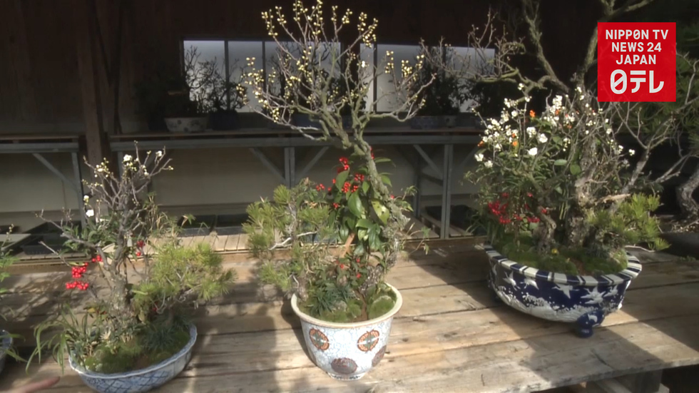 Imperial Palace Bonsais get spruced up