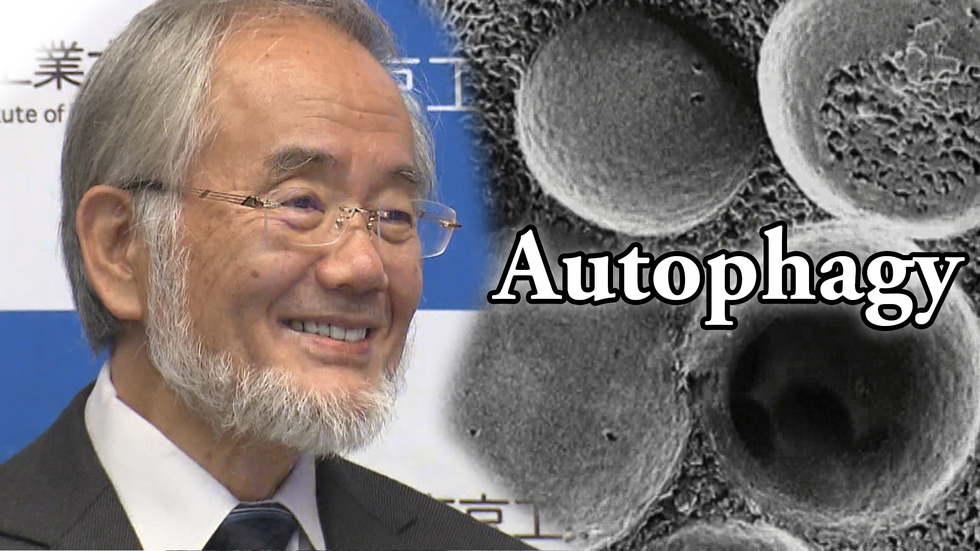 Getting to know Nobel Laureate Ohsumi