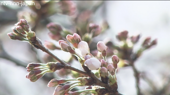Tokyo cherry blossoms officially in bloom