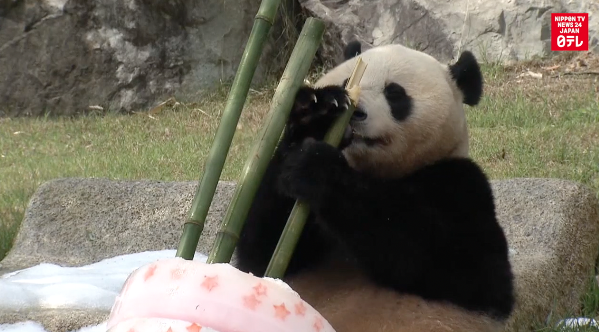Panda gets 'cool' birthday present