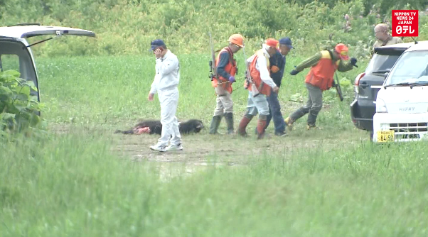 Bear killed in area where 4 died in attacks