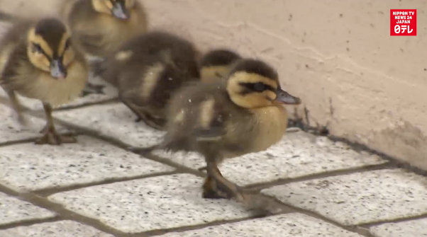 Fuzzy friends warm hospital hearts