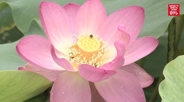 'World's oldest flower' charms visitors in northern Japan