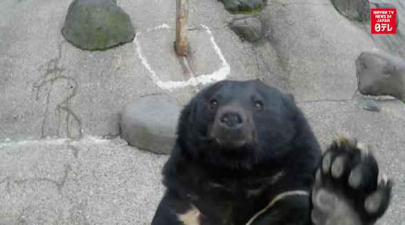 Bears 'may be learning to eat people'