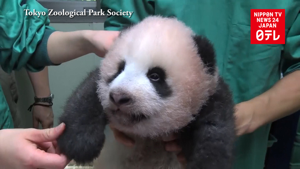 Giant panda celebrates three months