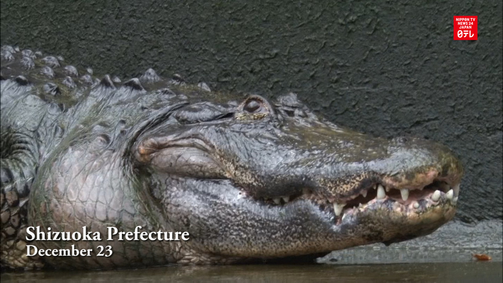 Alligators cleaned ahead of New Year