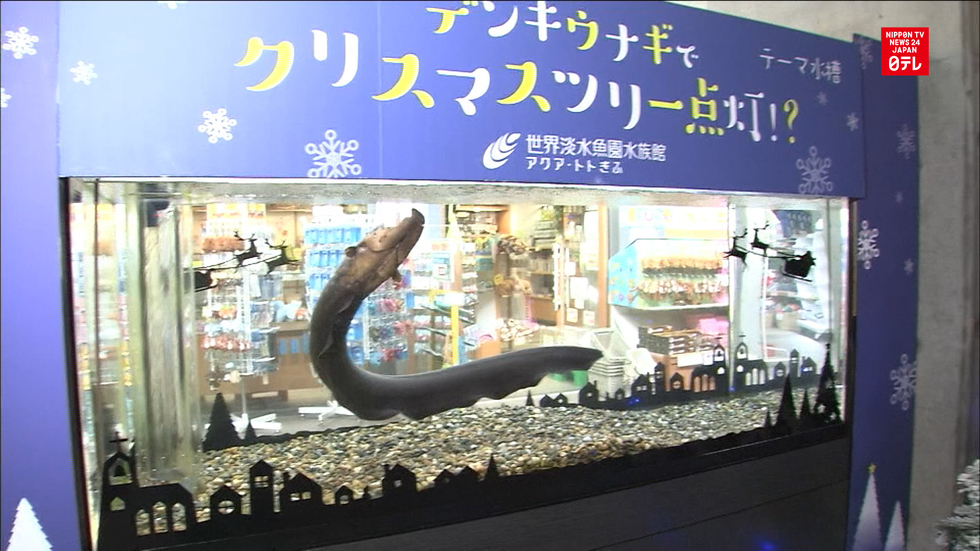 Electric eel lights up Christmas tree