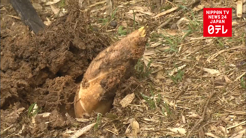 Bamboo shoots hit the market
