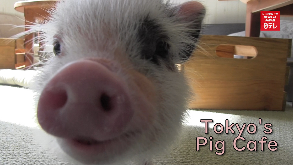 Pig cafe opens in Tokyo