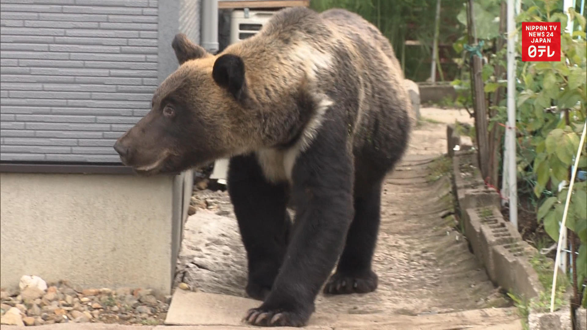Hunters kill bear near residential area of Sapporo