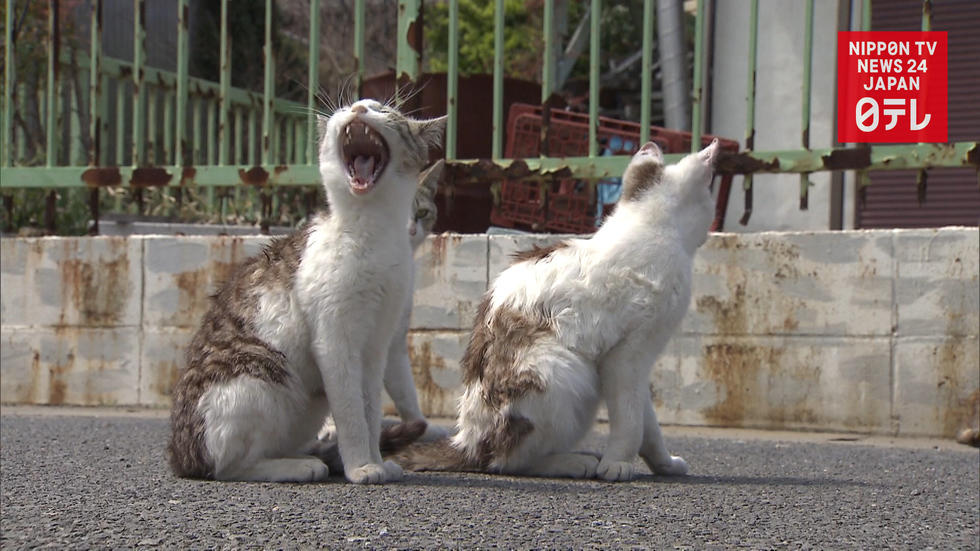 An island 'going to the cats'