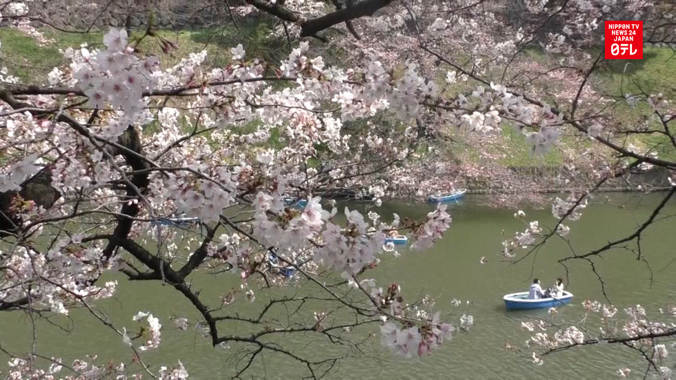 Sakura reach full bloom in Tokyo