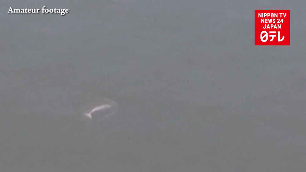 Unusual visitor surfaces in Tokyo river