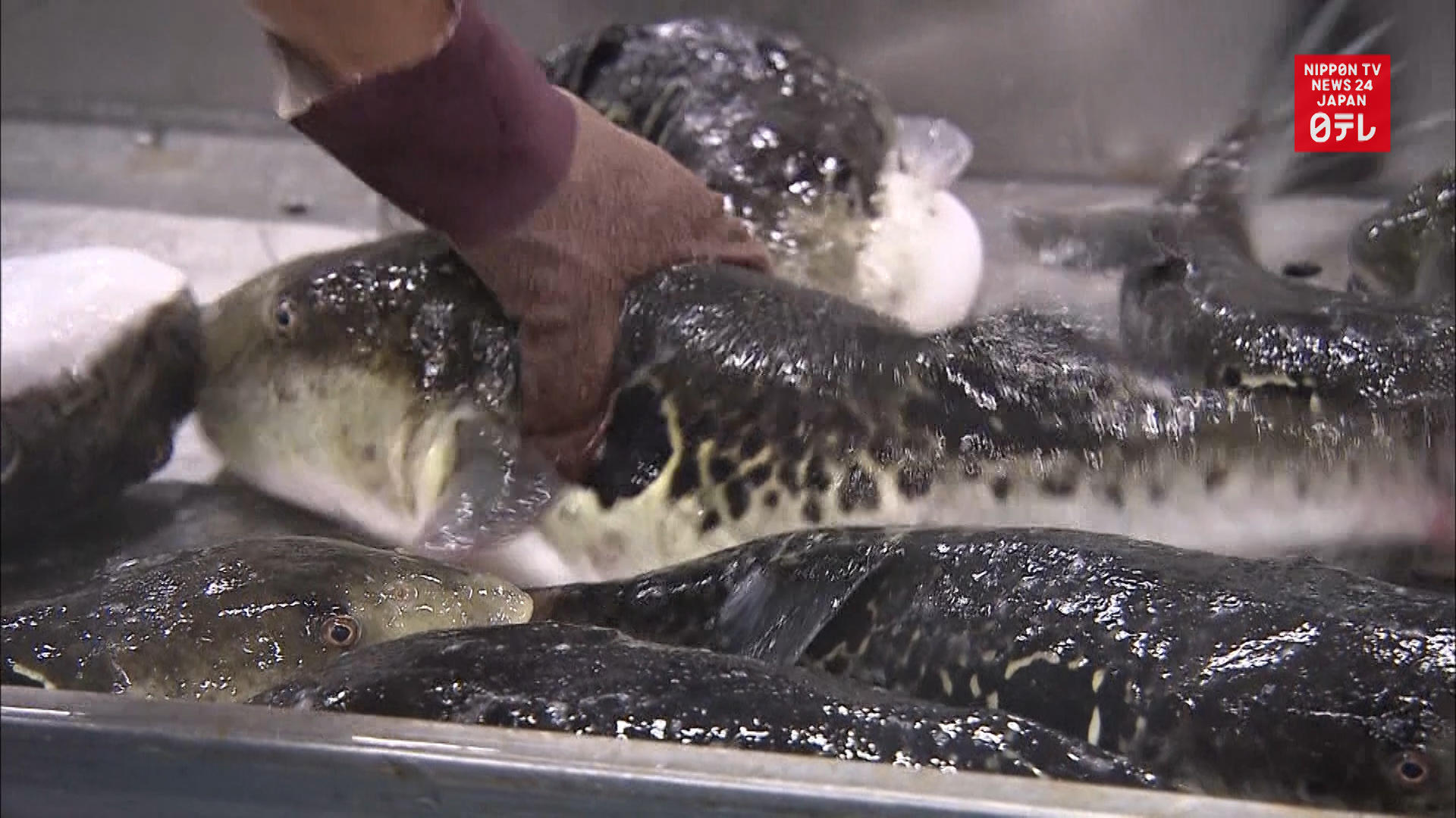 First tiger blowfish auction of season held