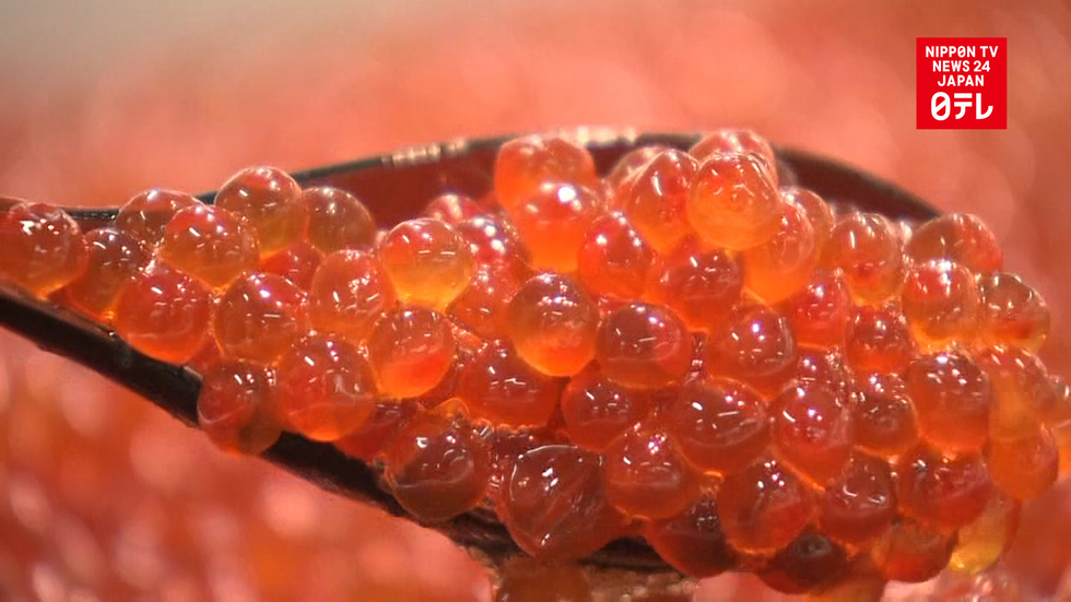 'Ikura' salmon roe price rising