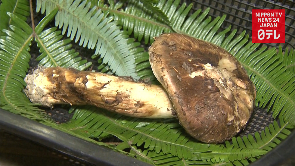 Season's first matsutake fetches top dollar