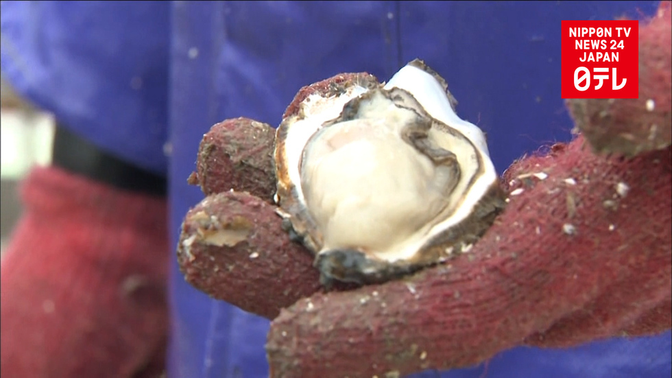 Oyster season starts in Hiroshima