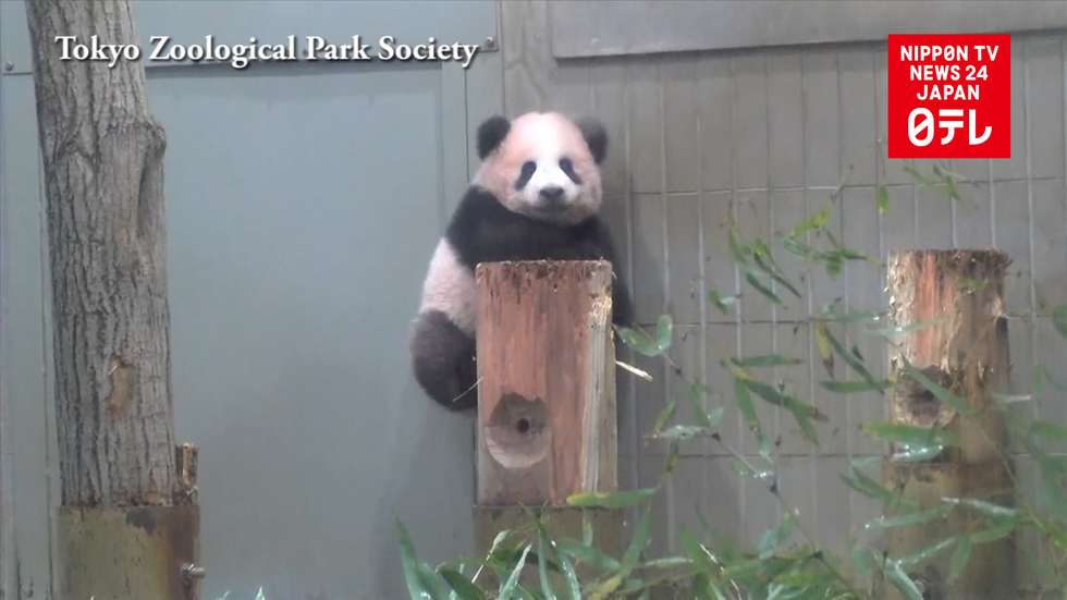  Panda debut date looms