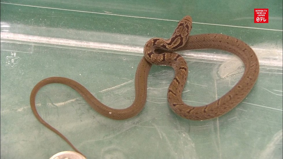  Shinkansen passengers get serpentine surprise