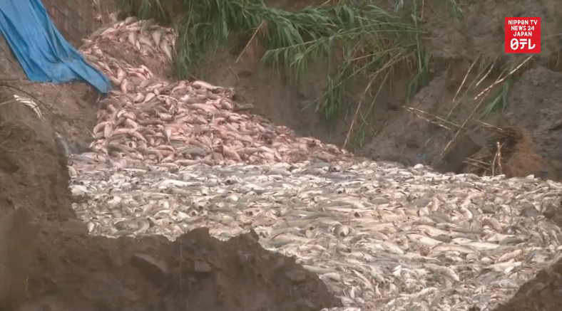 Die-off hits farmed yellowtail