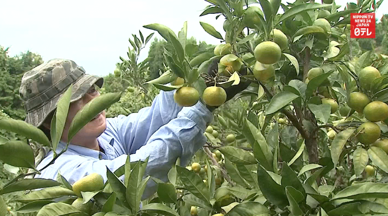 Early fall mikan head to market 