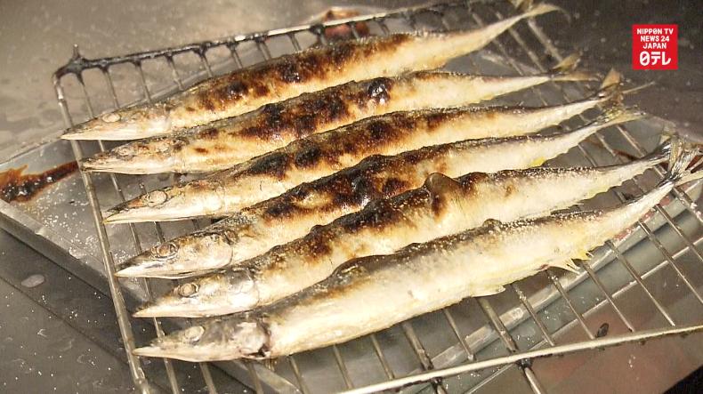 Saury dilemma: prices up, catch down