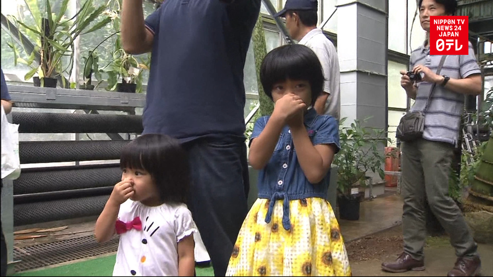 Much ado about a big blossom