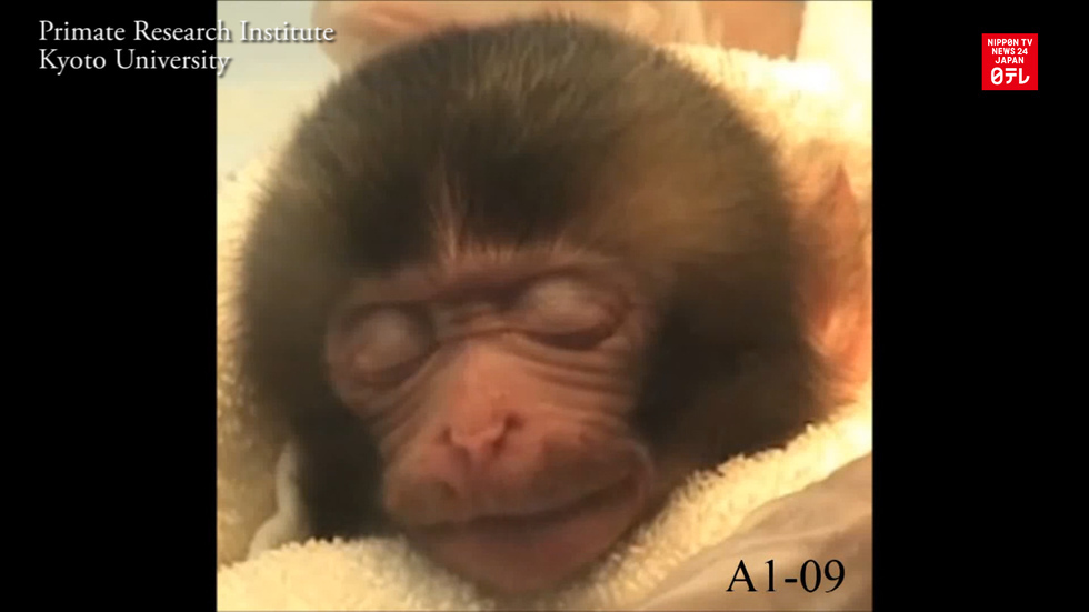 Baby Japanese monkeys smile spontaneously during sleep