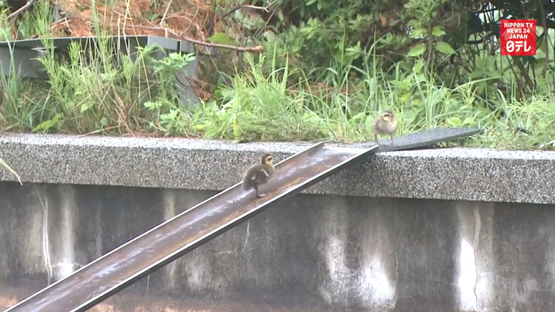 Baby ducklings get a helping hand