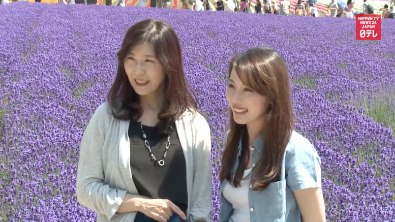 Lavender fields a feast for the eyes