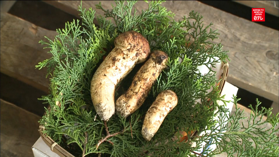 Early matsutake fetch a pretty penny