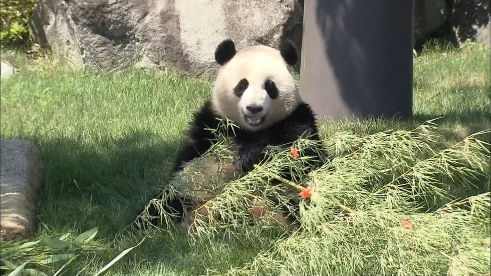 Twin pandas celebrate Tanabata with treat